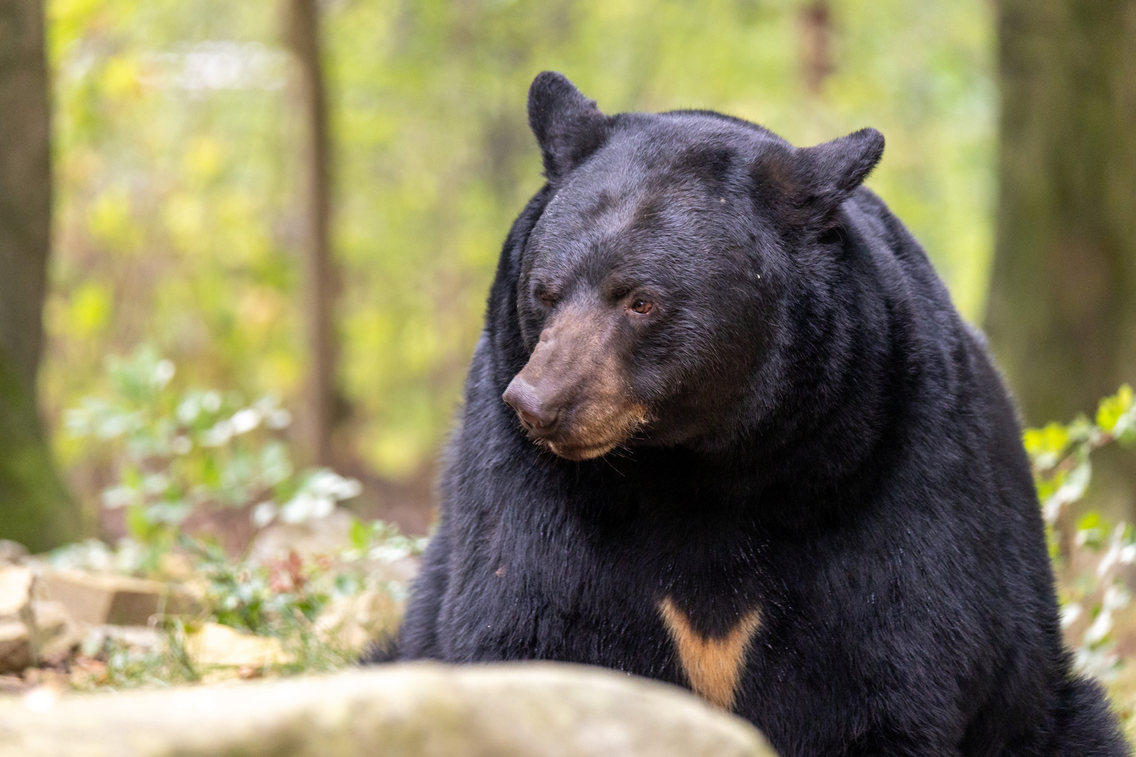 Schwarzbär