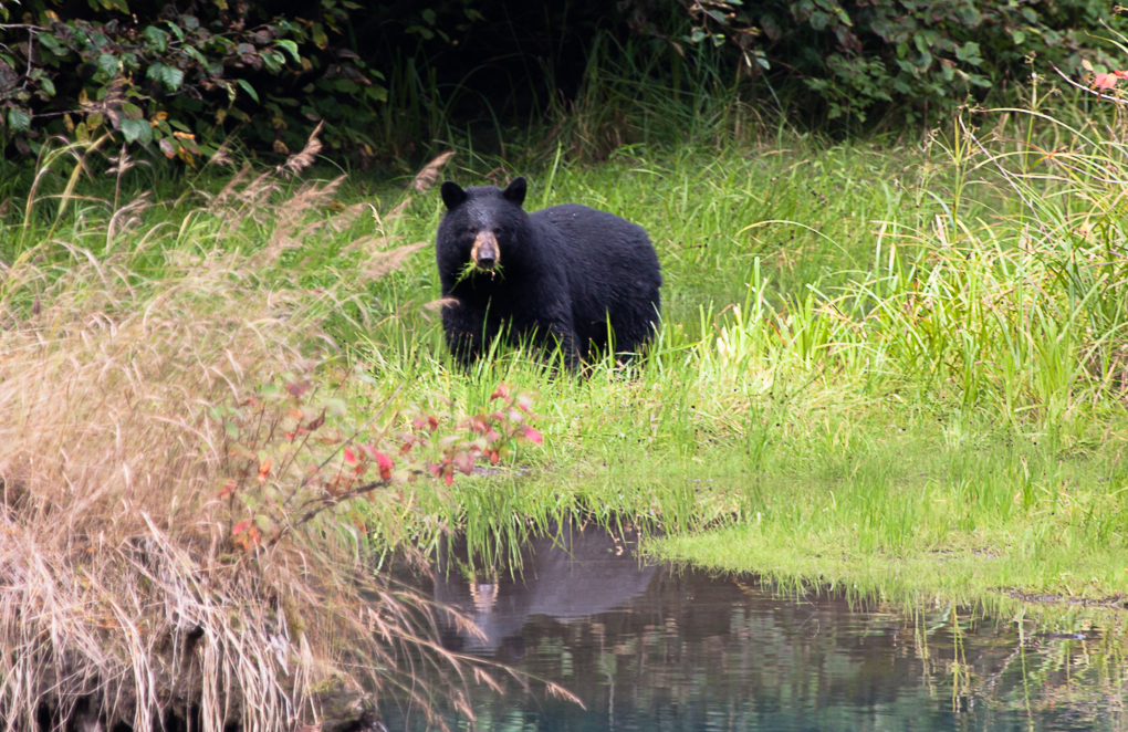 Schwarzbär