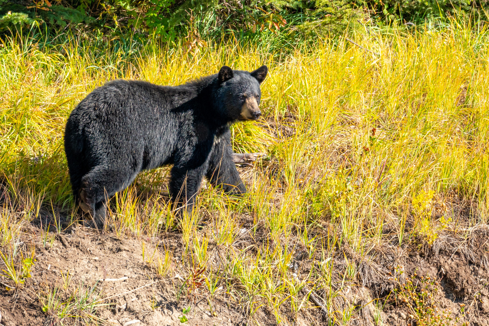 Schwarzbär