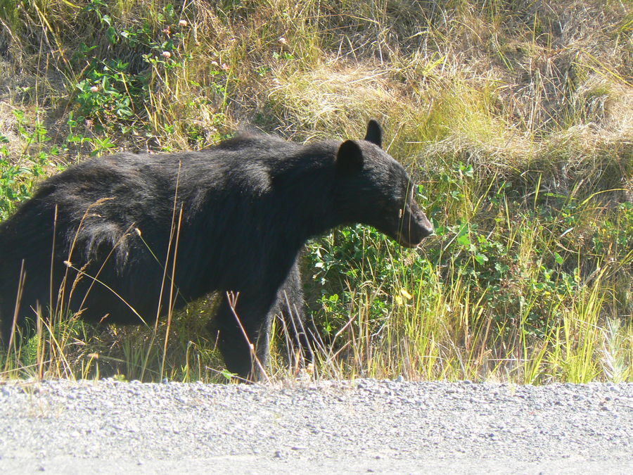 Schwarzbär