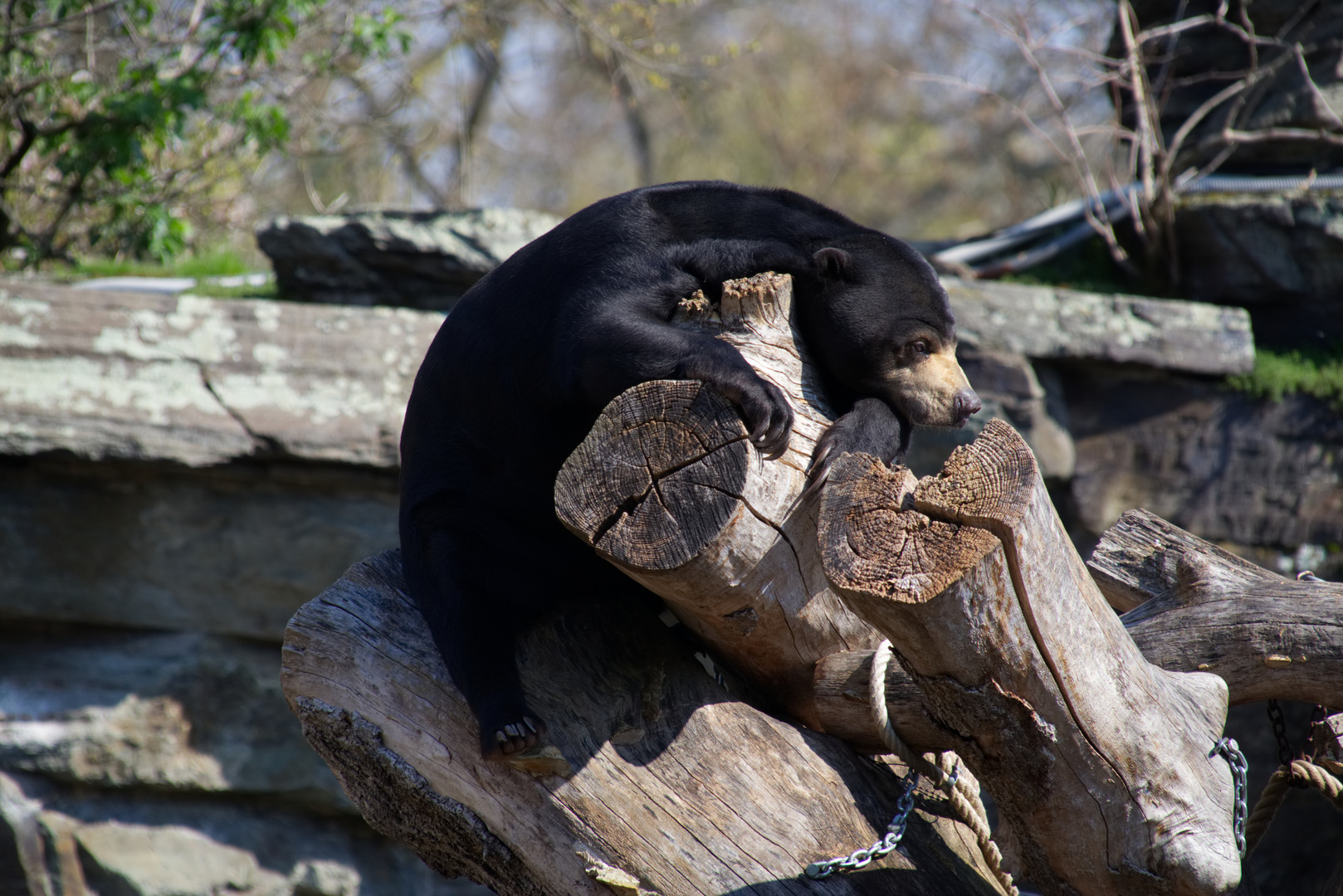 Schwarzbär genießt Frühling wärme.