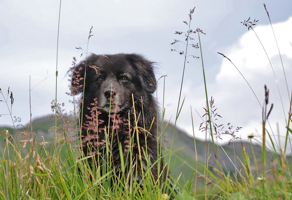 "Schwarzbär" gesichtet