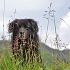 "Schwarzbär" gesichtet