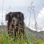 "Schwarzbär" gesichtet