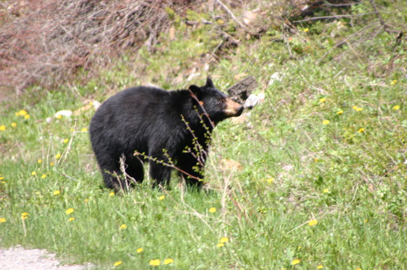 Schwarzbär im Glasier Nationalpark