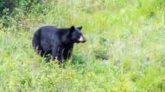 Schwarzbär im Jasper N.P.