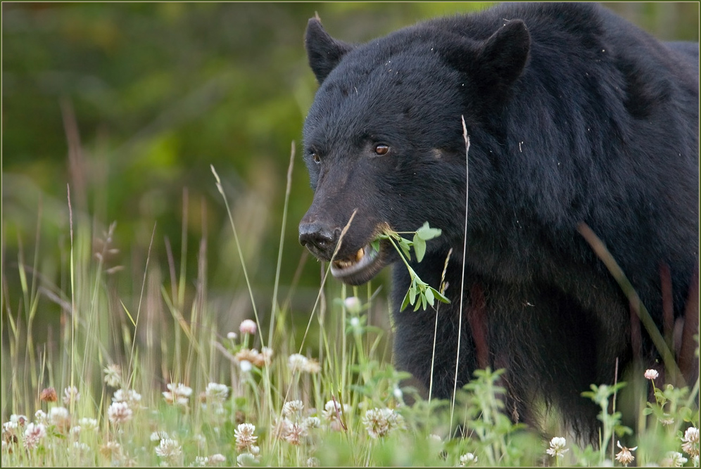 Schwarzbär - Im Klee