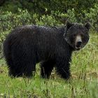 Schwarzbär im Regen