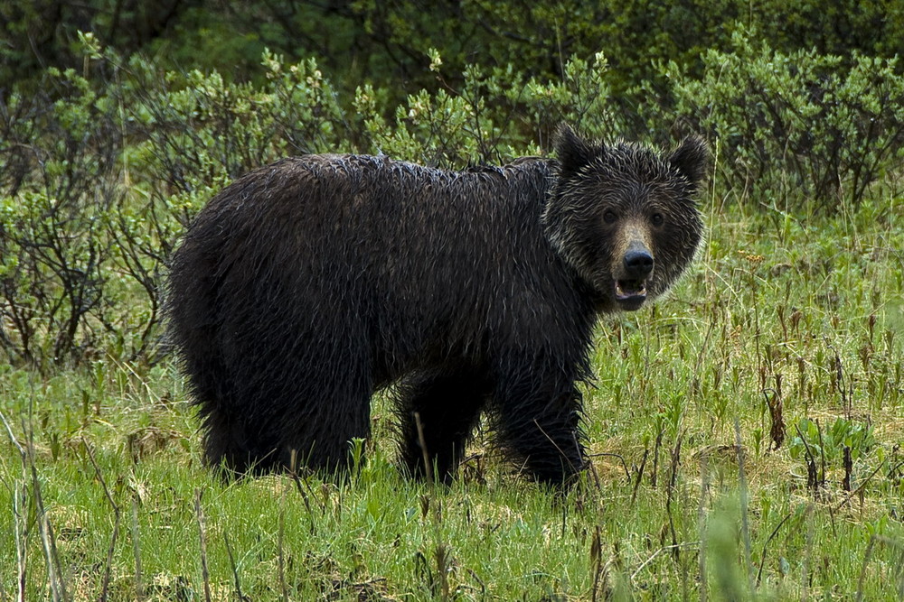 Schwarzbär im Regen