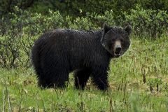 Schwarzbär im Regen