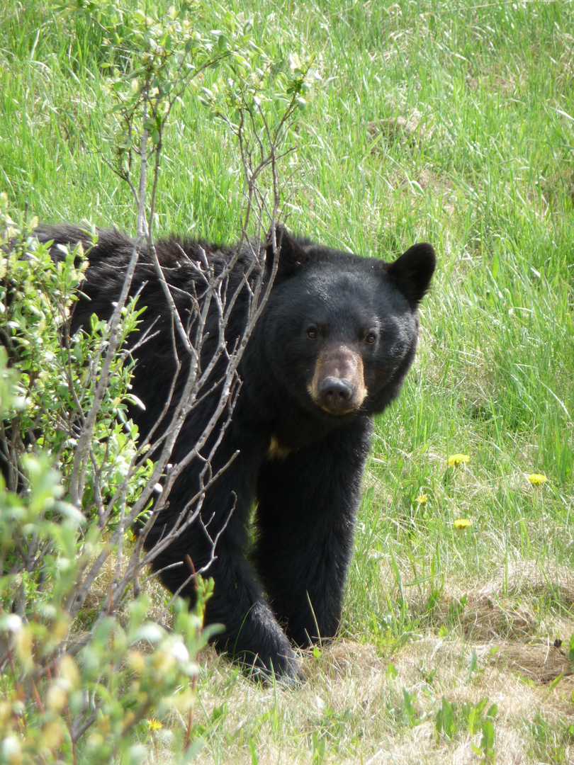 Schwarzbär in Alberta, Kanada ( Banff Nationalpark)