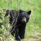 Schwarzbär in Alberta, Kanada ( Banff Nationalpark)