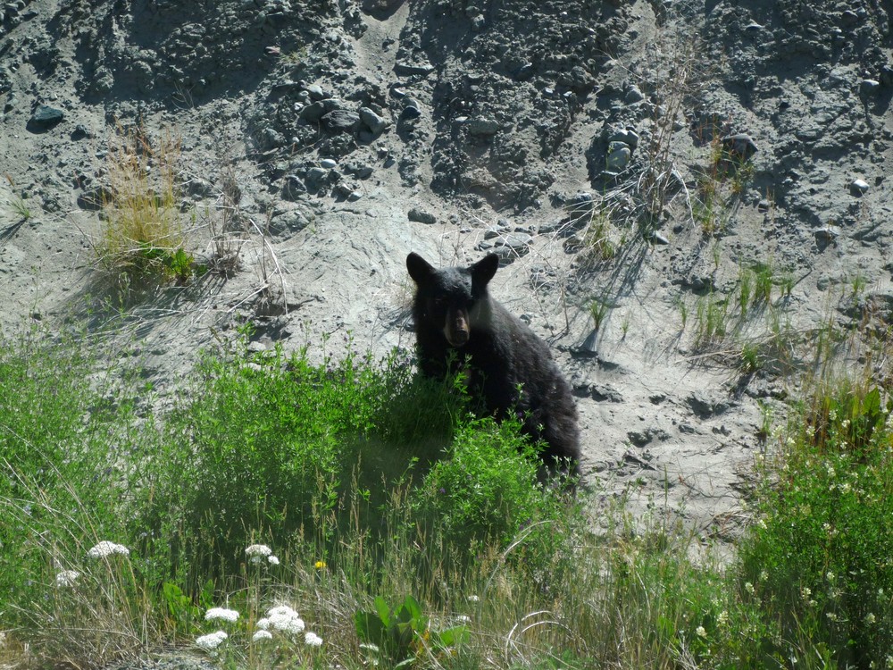 Schwarzbär in British Columbia