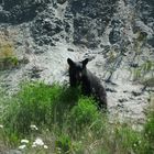 Schwarzbär in British Columbia