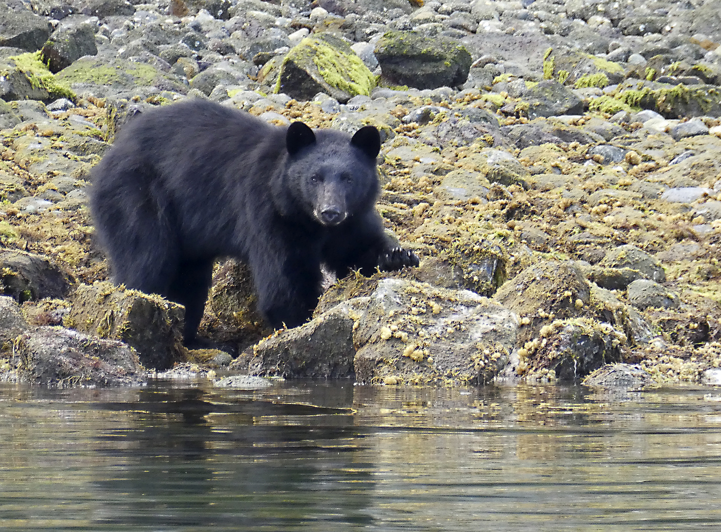 Schwarzbär in Canada