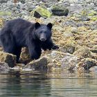 Schwarzbär in Canada