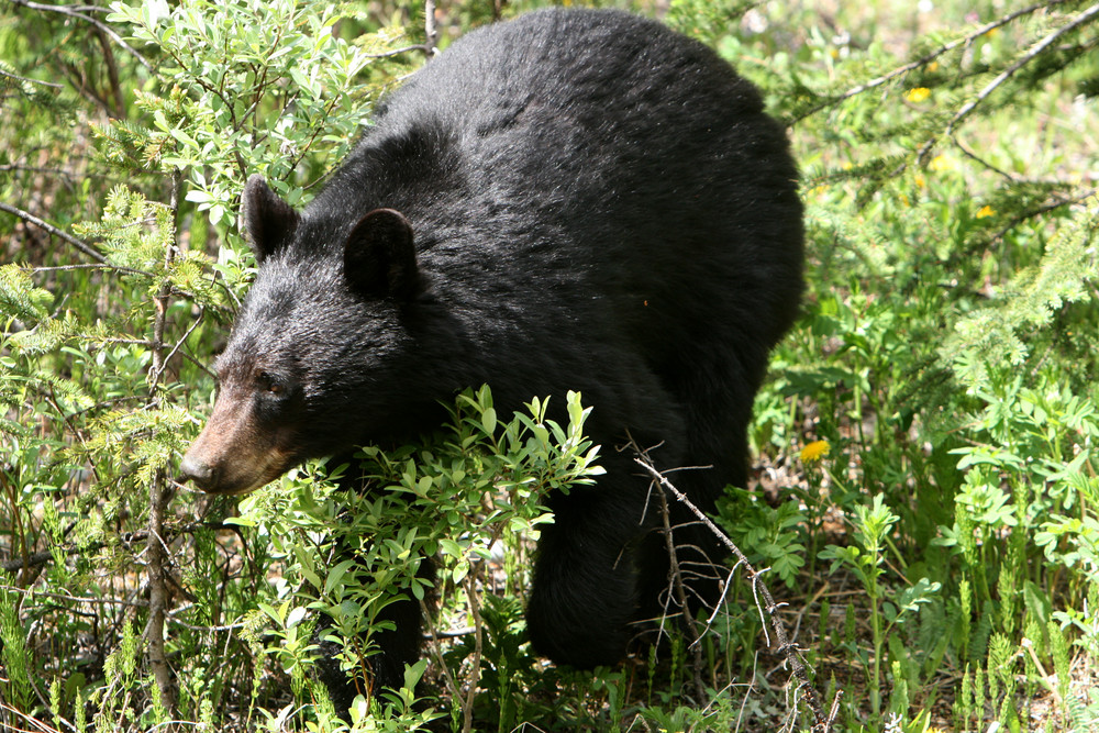 Schwarzbär in den Rocky Mountains