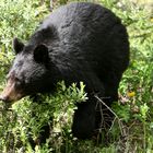 Schwarzbär in den Rocky Mountains