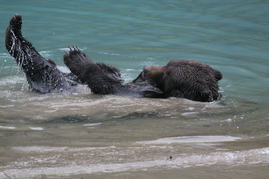 Schwarzbär in der Lagune