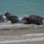 Schwarzbär in der Lagune