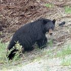 Schwarzbär in der nähe von Whistler/Canada