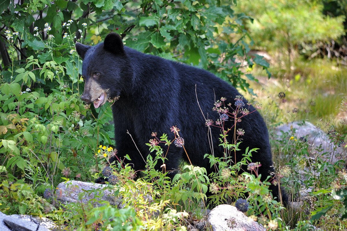 Schwarzbär in Kanada