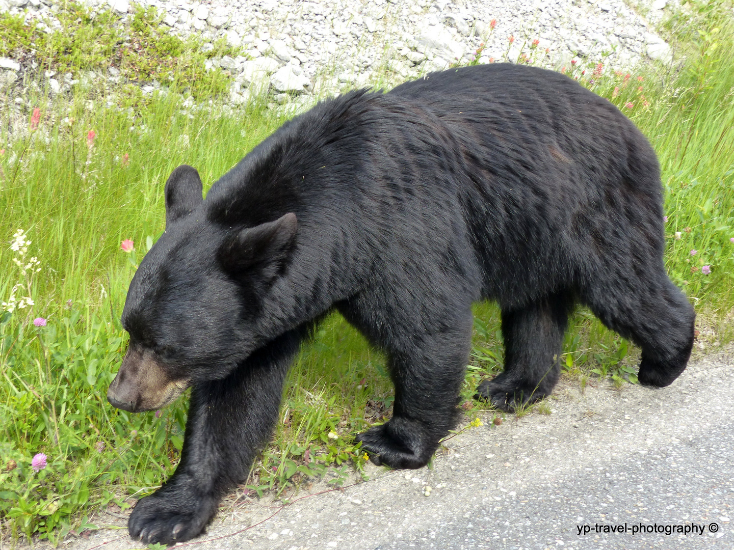 Schwarzbär - Jasper