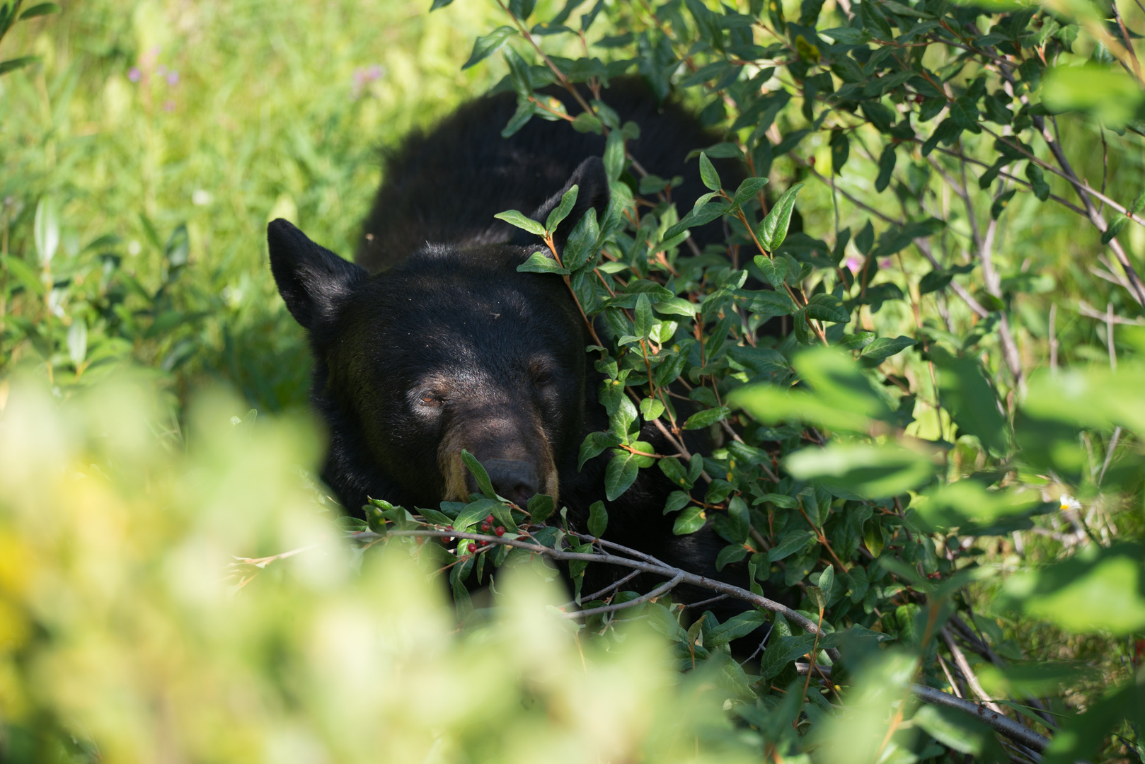 Schwarzbär, Kanada