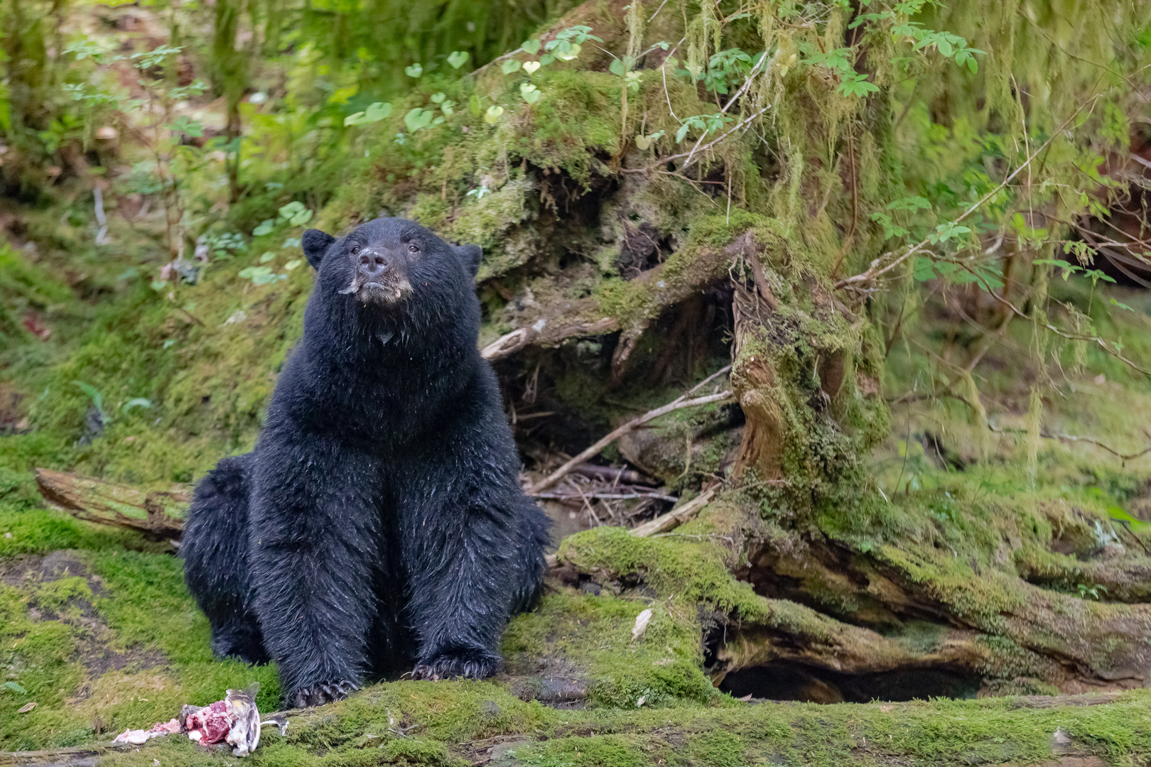 Schwarzbär / Kermodebär-5861