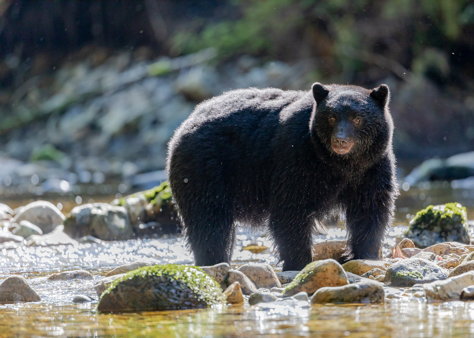 Schwarzbär/ Kermodebär  am Fluss-2035 Bild 1