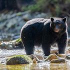 Schwarzbär/ Kermodebär  am Fluss-2035 Bild 1