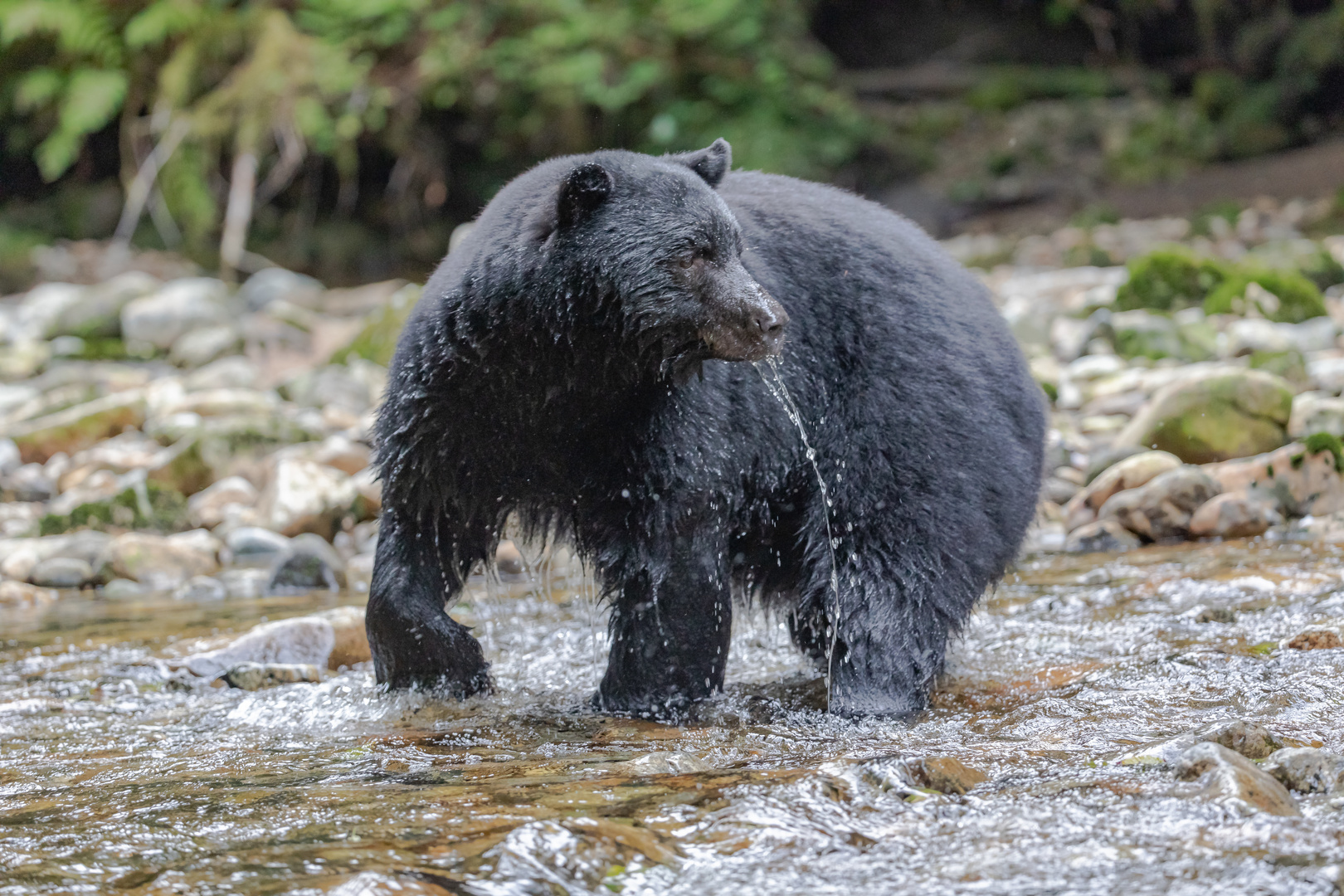 Schwarzbär / Kermodebär am Fluss -9599 Bild 2