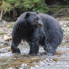 Schwarzbär / Kermodebär am Fluss -9599 Bild 2