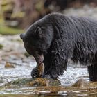 Schwarzbär / Kermodebär am Fluss -9613 Bild 4