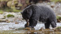 Schwarzbär / Kermodebär am Fluss -9613 Bild 4