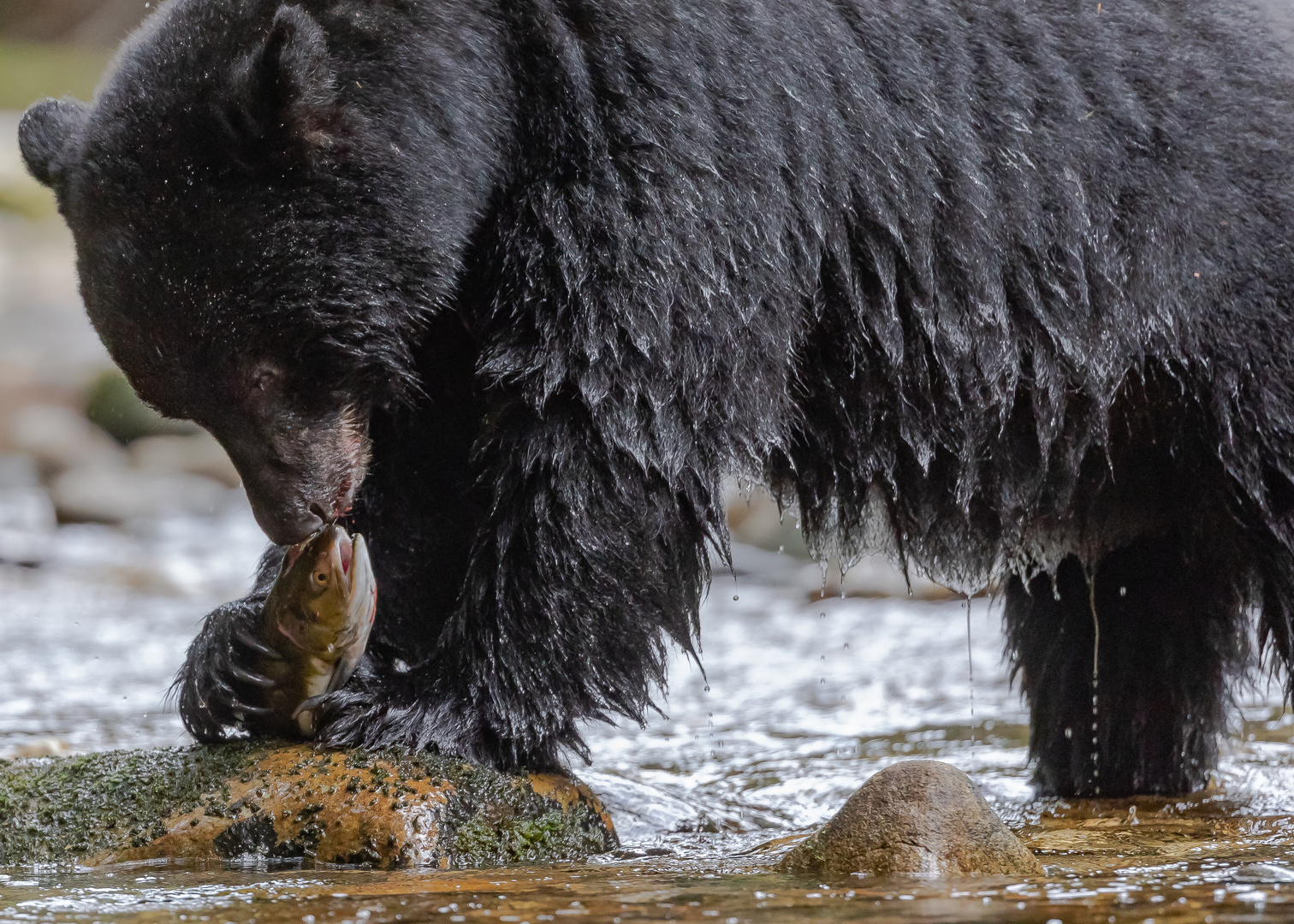 Schwarzbär / Kermodebär Crop-9613