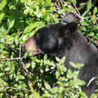 Schwarzbär mit Beerenhunger