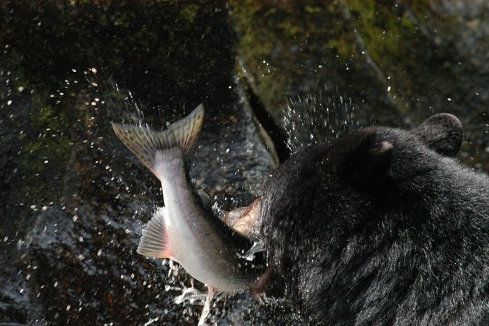 Schwarzbär mit Buckellachs