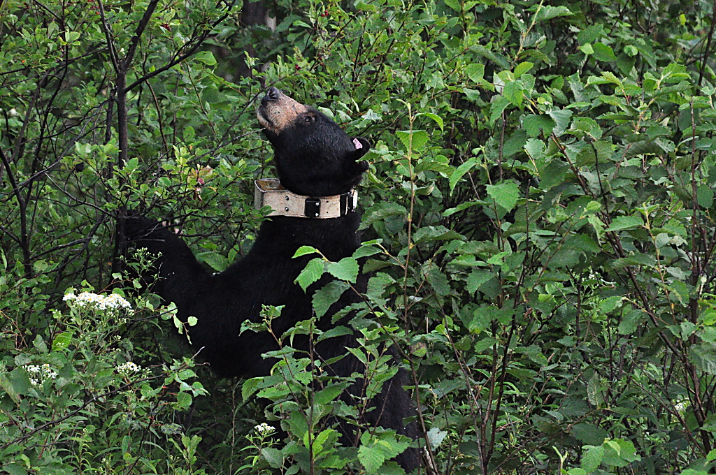 Schwarzbär mit GPS (Out of Gaste)