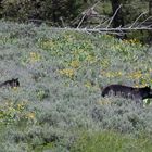 Schwarzbär mit Jungen