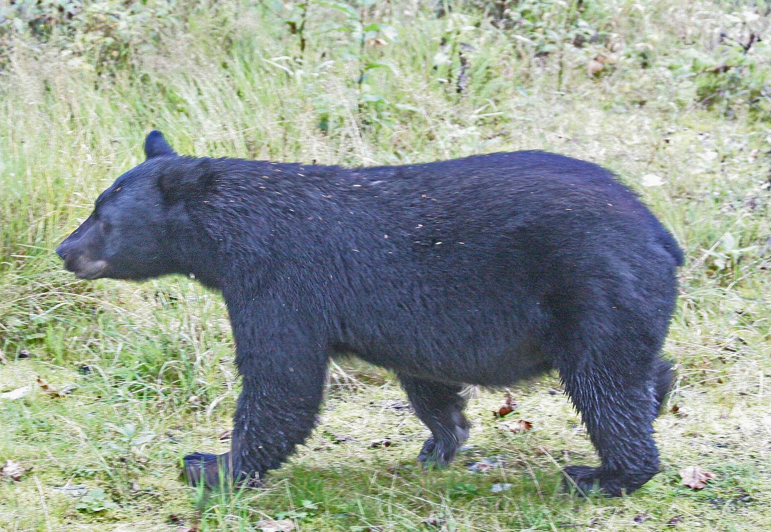 Schwarzbär (Ursus americanus) (1)