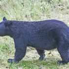 Schwarzbär (Ursus americanus) (1)