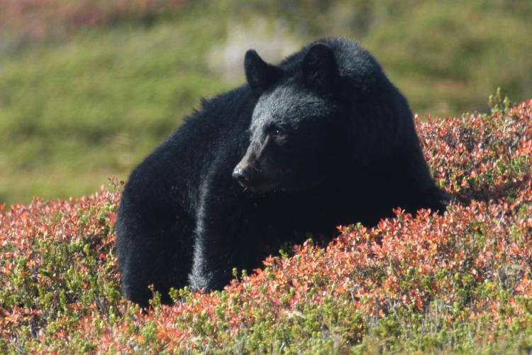 Schwarzbär (Ursus americanus perniger)