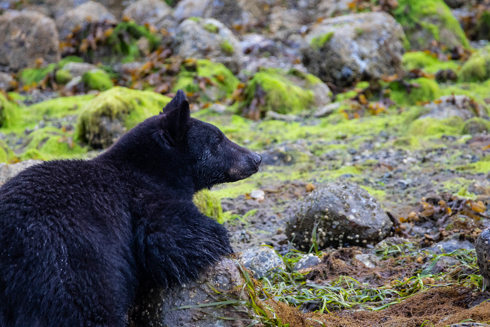 Schwarzbär Vancover Island