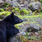 Schwarzbär Vancover Island