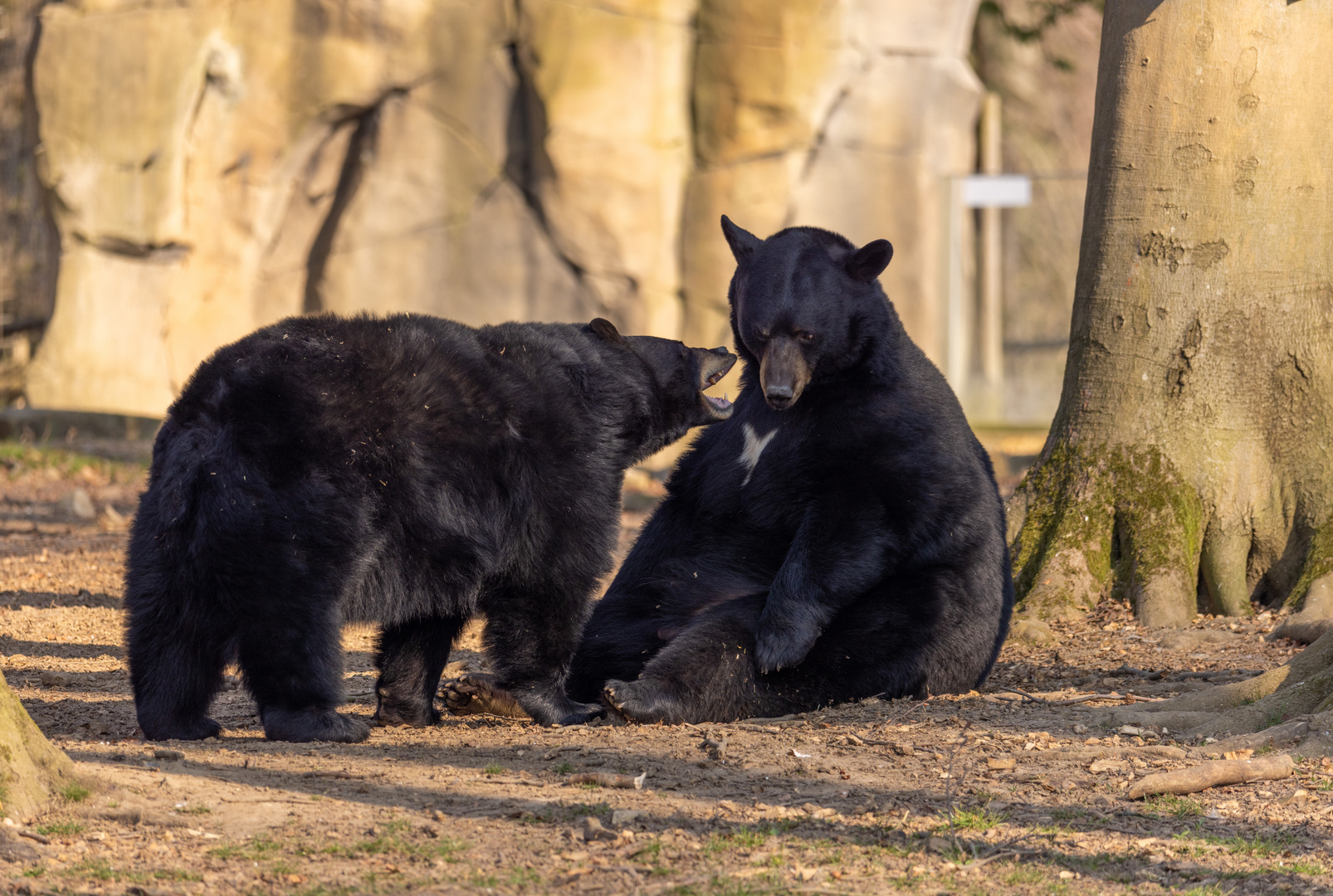 Schwarzbären