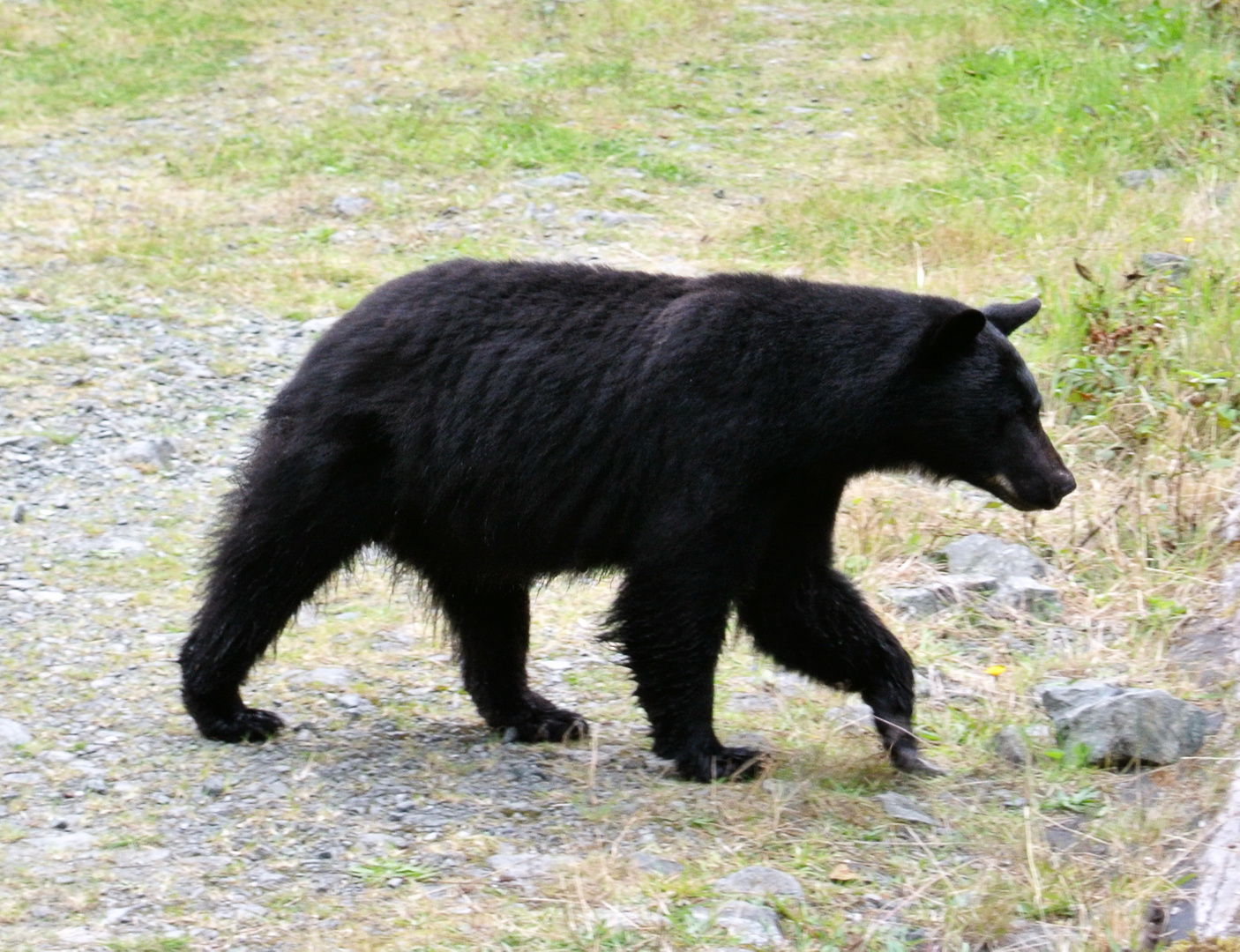 Schwarzbärendame