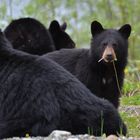 Schwarzbärfamilie in BC