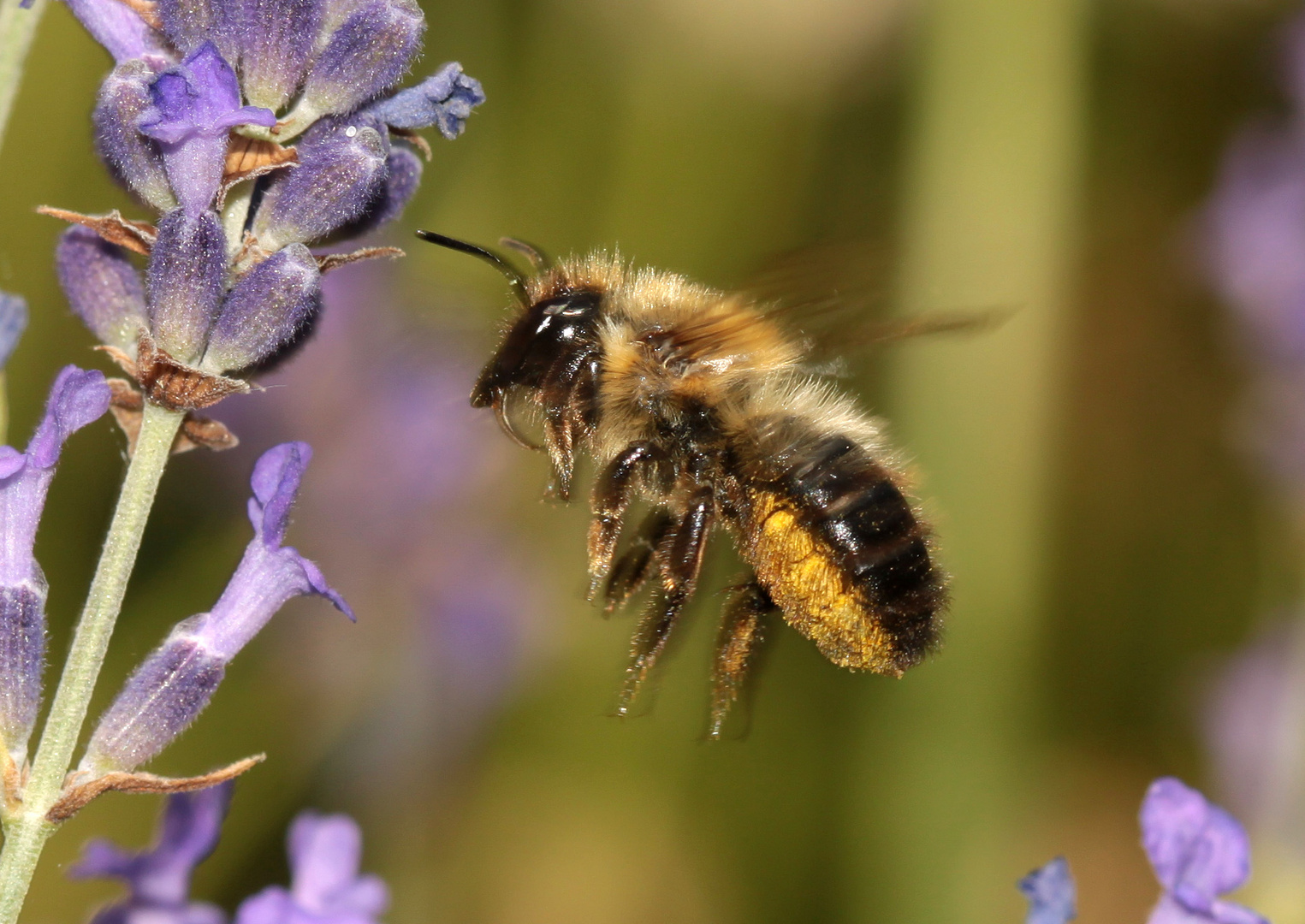 Schwarzbäuchige Blattschneiderbiene - Megachile nigriventris - Weibchen