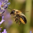 Schwarzbäuchige Blattschneiderbiene - Megachile nigriventris - Weibchen